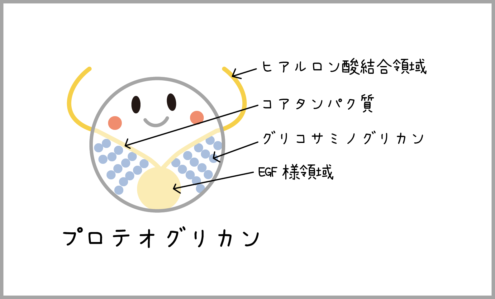 驚きのエイジングケア成分！プロテオグリカンについて分かりやすくまとめてみよう