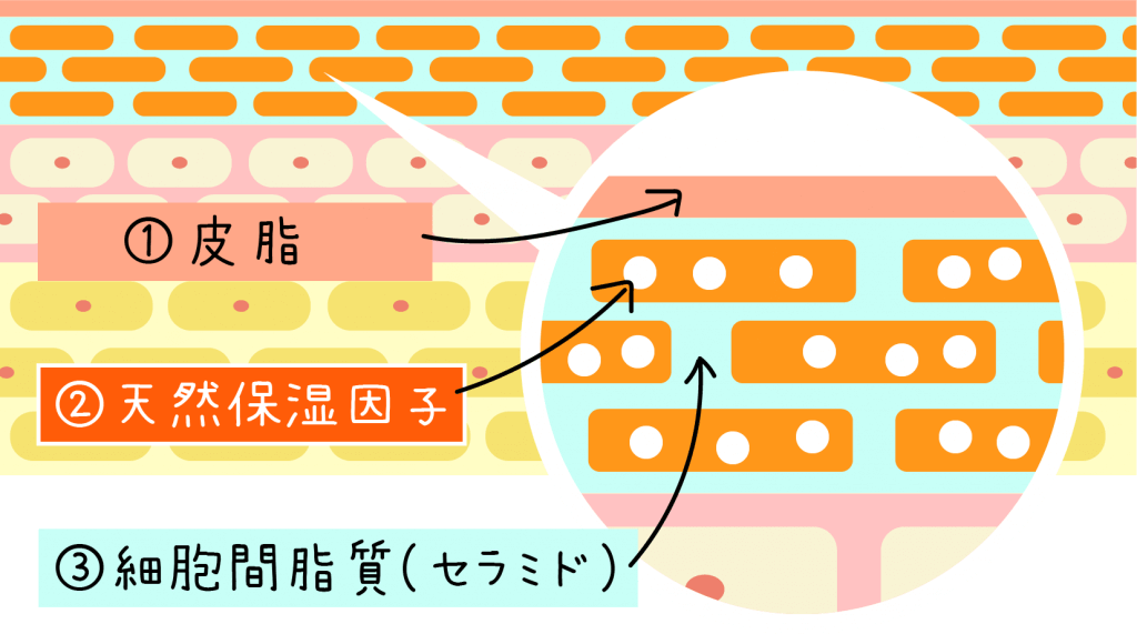 乾燥肌を潤い肌へ セラミドと同じくらい重要な天然保湿因子 アミノ酸 とは サビーナ自然化粧品 公式サイト